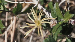 Clematis pauciflora