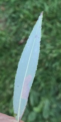 Stigmella salicis