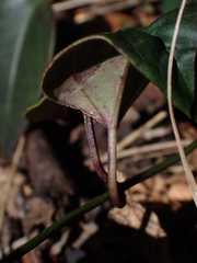 Vincetoxicum barbatum