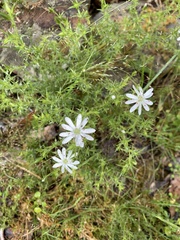 Stellaria pungens