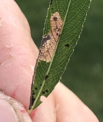 Stigmella salicis