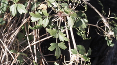 Clematis pauciflora