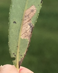 Stigmella salicis