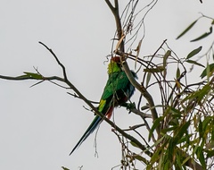 Purpureicephalus spurius