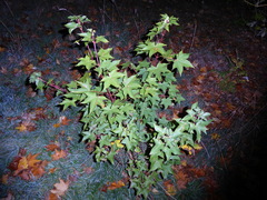 Acer pictum