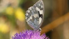 Melanargia lachesis