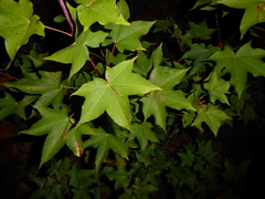 Acer pictum