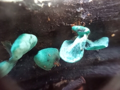 Chlorociboria aeruginascens
