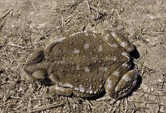 Rhinella arenarum