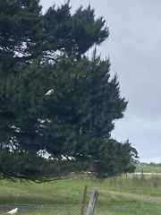 Cacatua tenuirostris