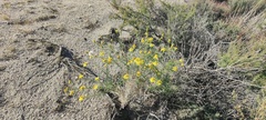 Senecio flaccidus monoensis