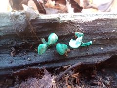 Chlorociboria aeruginascens