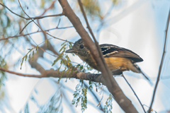 Thamnophilus caerulescens