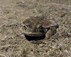 Rhinella arenarum
