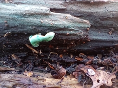 Chlorociboria aeruginascens