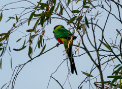 Purpureicephalus spurius