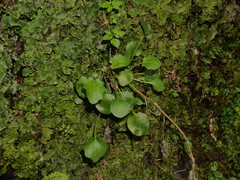 Arabidopsis cebennensis