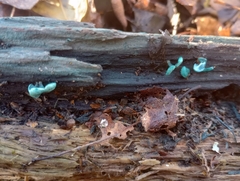 Chlorociboria aeruginascens