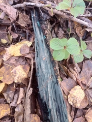 Chlorociboria aeruginascens