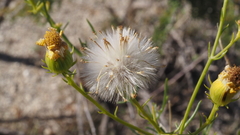Senecio flaccidus monoensis