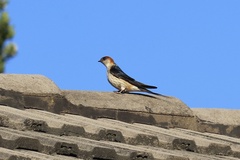 Cecropis cucullata