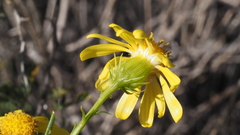 Senecio flaccidus monoensis