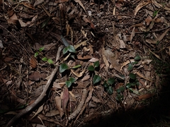 Vincetoxicum barbatum