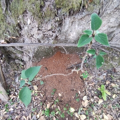 Urera caracasana