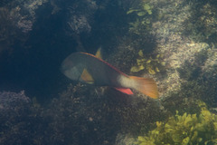 Notolabrus gymnogenis