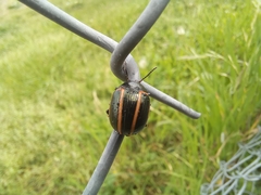 Deuterocampta quadrijuga