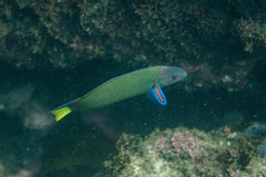 Thalassoma lunare