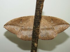 Lonomia