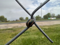 Deuterocampta quadrijuga