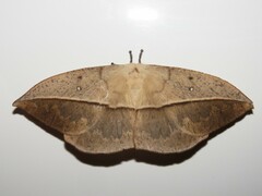 Lonomia