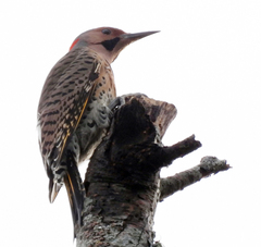 Colaptes auratus luteus × cafer
