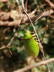 Chlorocoris