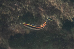 Trachinops taeniatus