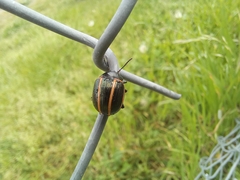 Deuterocampta quadrijuga