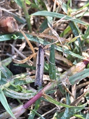 Elasmopalpus lignosella