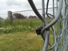 Deuterocampta quadrijuga