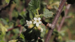 Ribes indecorum