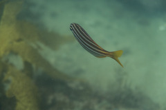 Atypichthys strigatus
