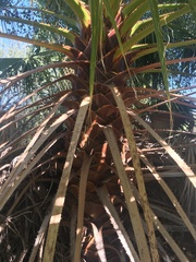 Washingtonia filifera