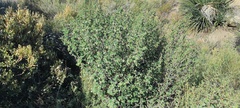 Ribes indecorum