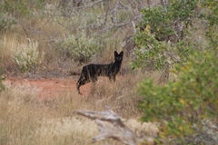 Leptailurus serval