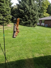 Sciurus niger