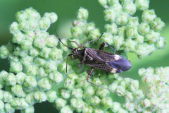 Closterotomus fulvomaculatus