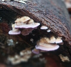 Trichaptum abietinum