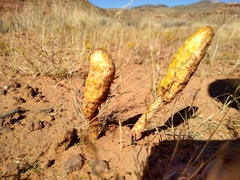 Podaxis pistillaris
