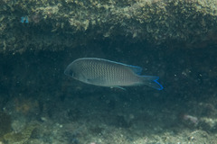 Mecaenichthys immaculatus